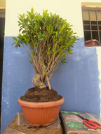 12-Year-Old Ficus ‘Tiger Bark’ Bonsai 70 CM Tall