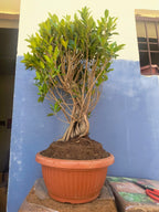 12-Year-Old Ficus ‘Tiger Bark’ Bonsai 70 CM Tall