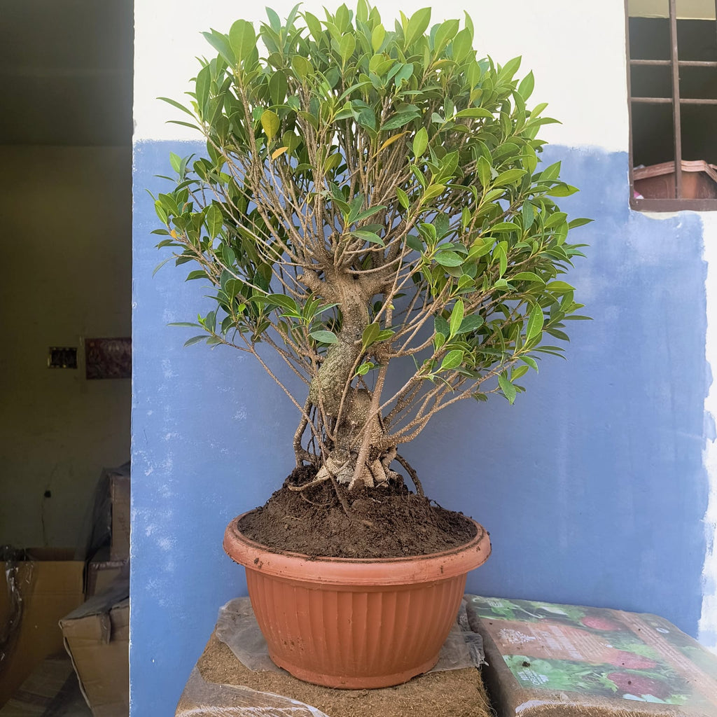 12-Year-Old Ficus ‘Tiger Bark’ Bonsai 70 CM Tall