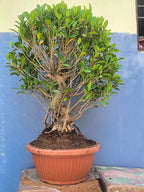 12-Year-Old Ficus ‘Tiger Bark’ Bonsai 70 CM Tall