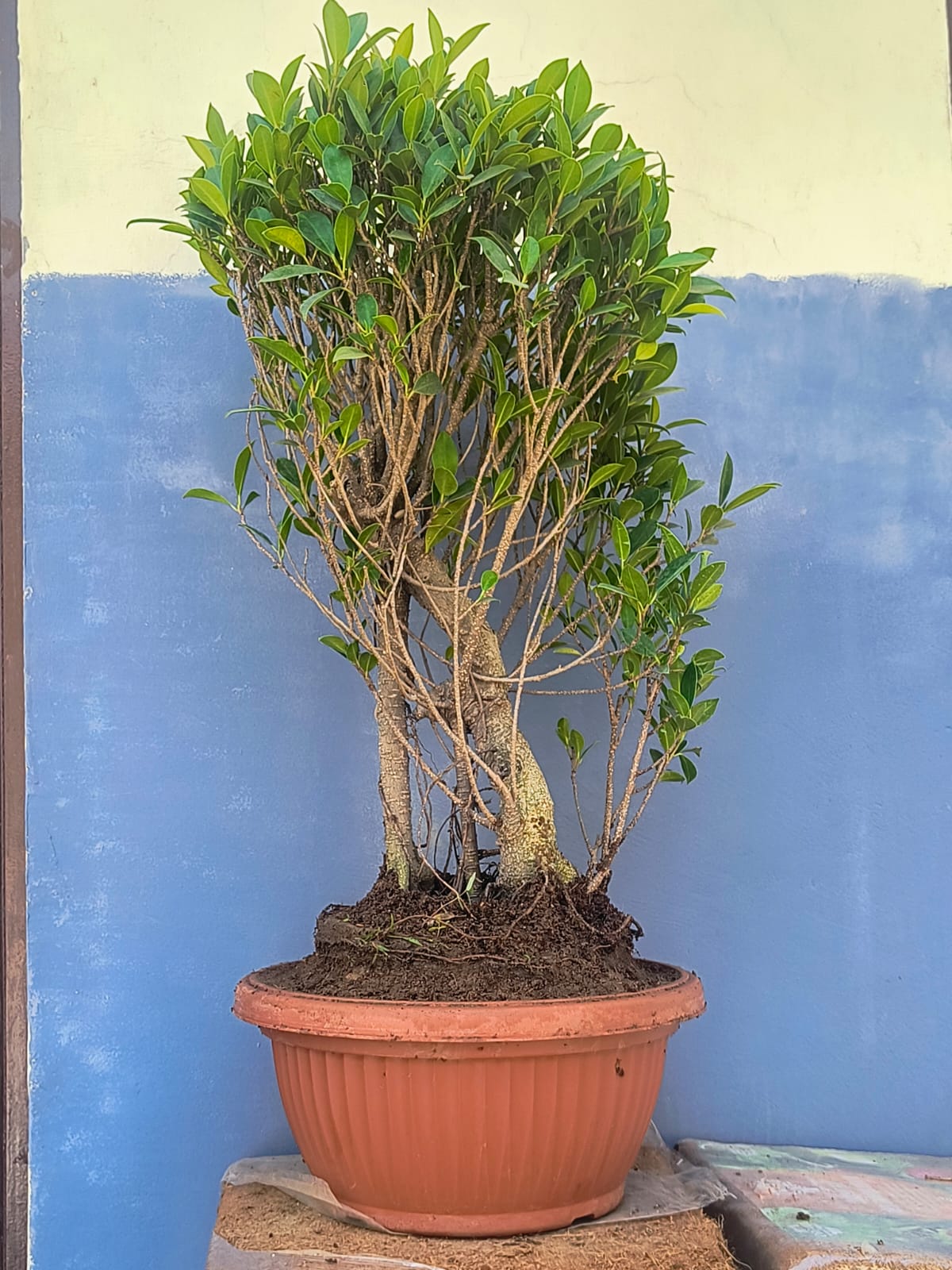 12-Year-Old Ficus ‘Tiger Bark’ Bonsai 70 CM Tall