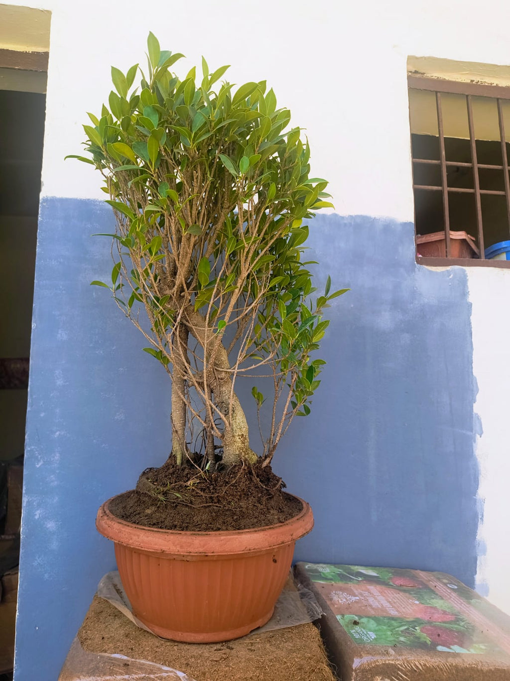 12-Year-Old Ficus ‘Tiger Bark’ Bonsai 70 CM Tall