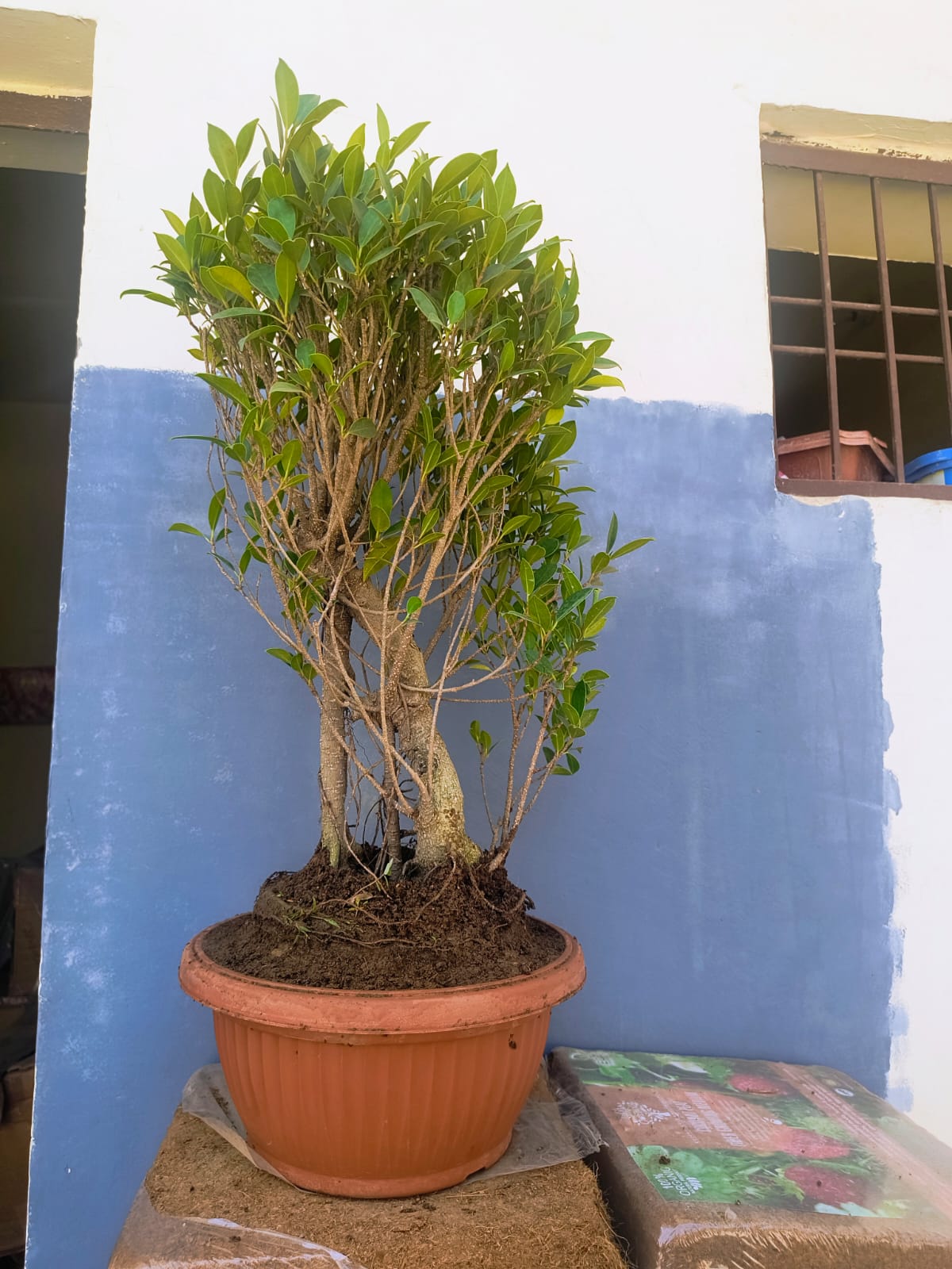 12-Year-Old Ficus ‘Tiger Bark’ Bonsai 70 CM Tall