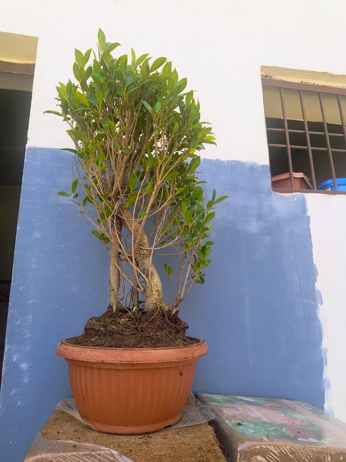 12-Year-Old Ficus ‘Tiger Bark’ Bonsai 70 CM Tall