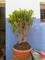 12-Year-Old Ficus ‘Tiger Bark’ Bonsai 70 CM Tall