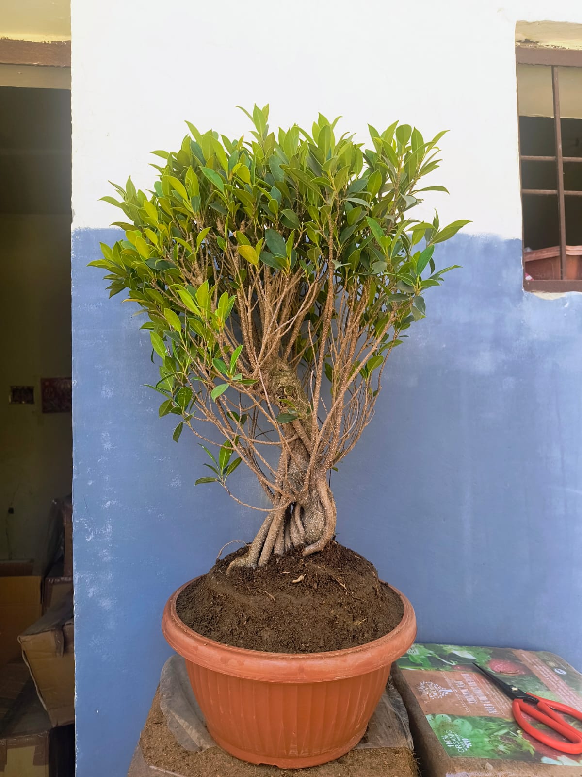 12-Year-Old Ficus ‘Tiger Bark’ Bonsai 70 CM Tall