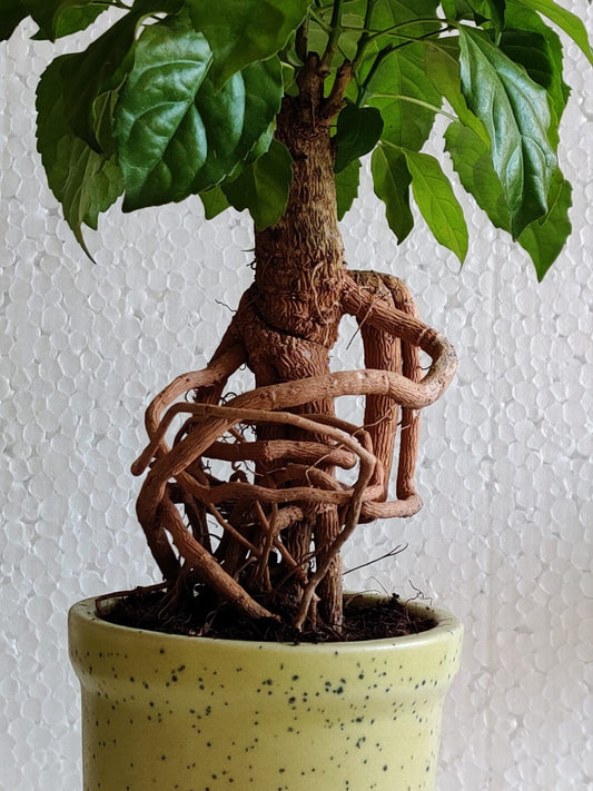 Buy Radermachera Bonsai Tree - Abana Homes