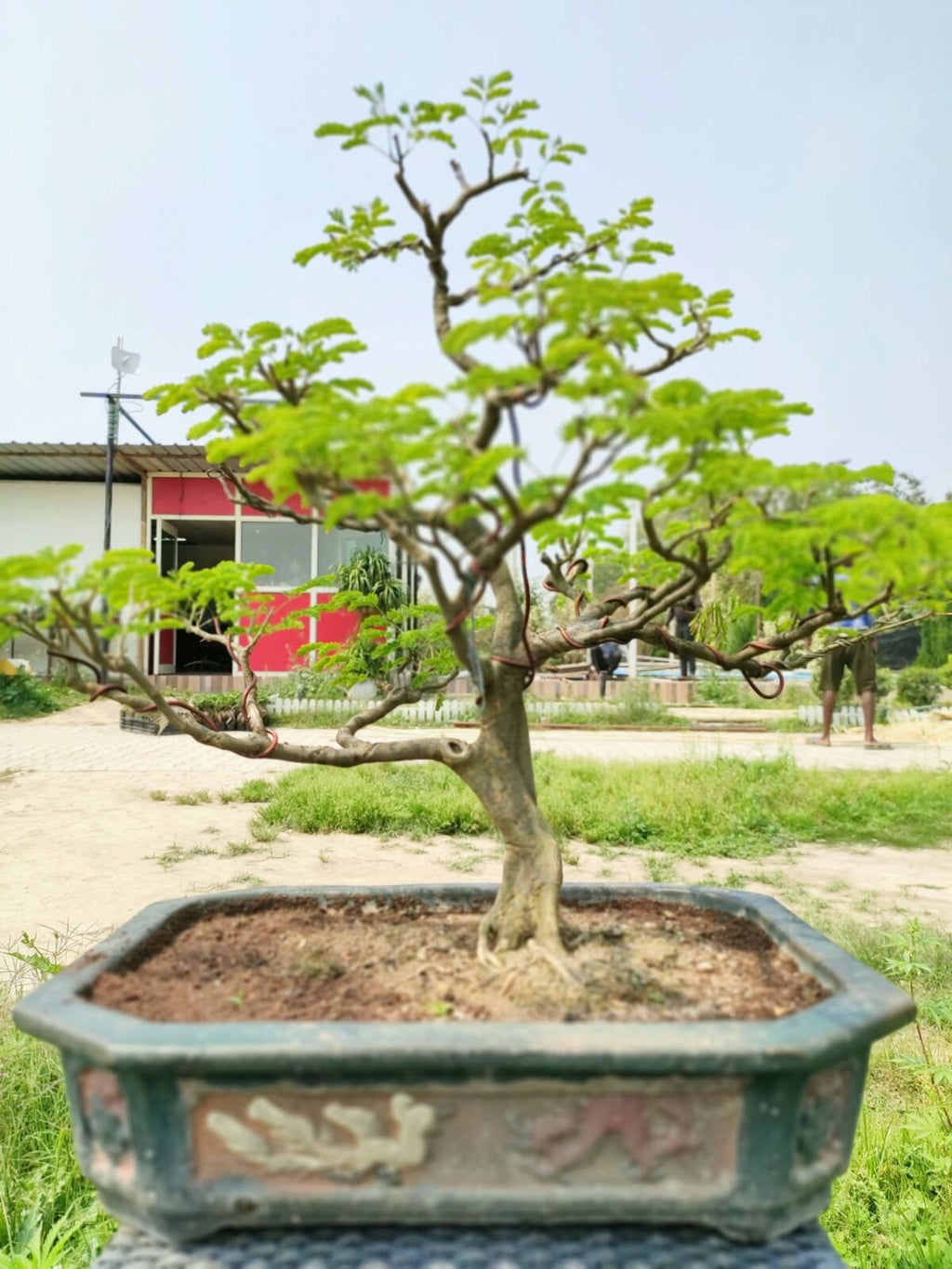 Buy Brazilian Rain Tree Bonsai