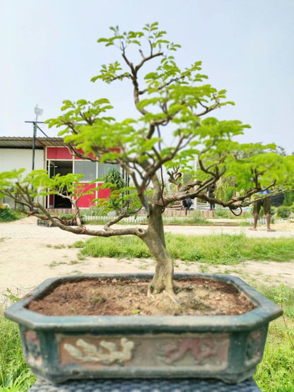 Brazilian Rain Tree Bonsai