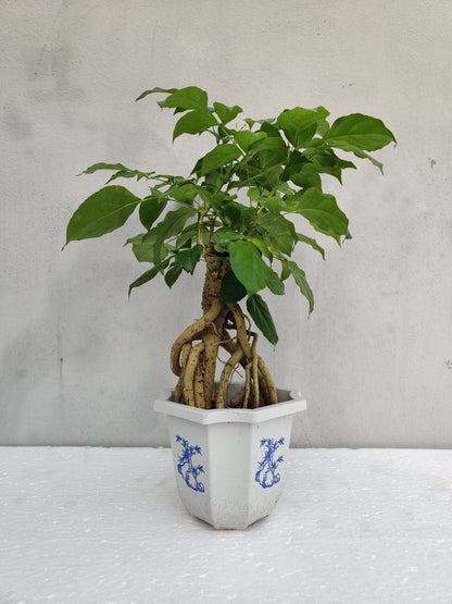 Radermachera Indoor Bonsai Plant 4 Years 20 cm