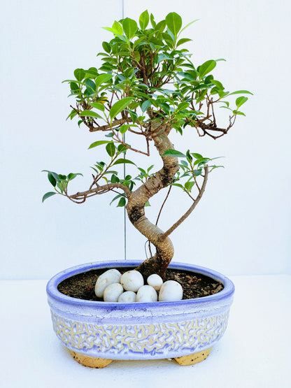 Aerial Root Ficus Bonsai Tree 10 Years 35 cm