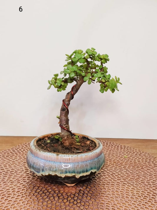 Jade Bonsai Plant Upright Informal 20 cm