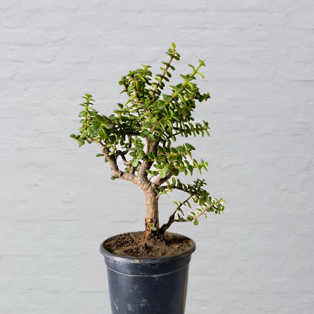 Jade Plant Bonsai Informal Upright Full Tree Shape 27 cm