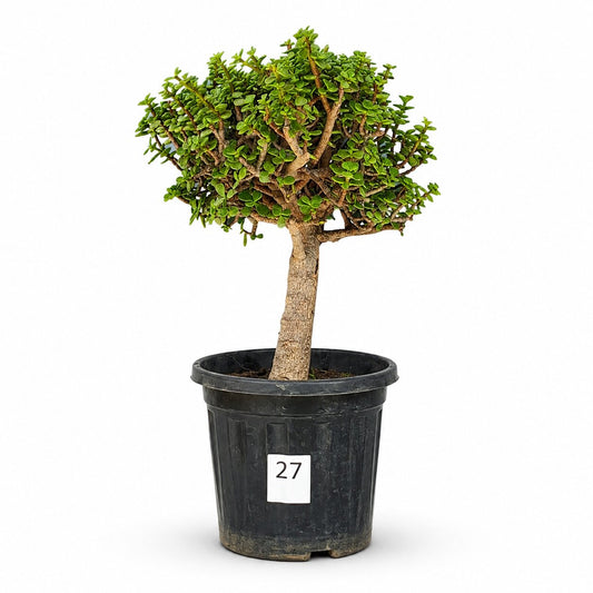 Jade Bonsai Tree – 10 Years, Upright Formal Style