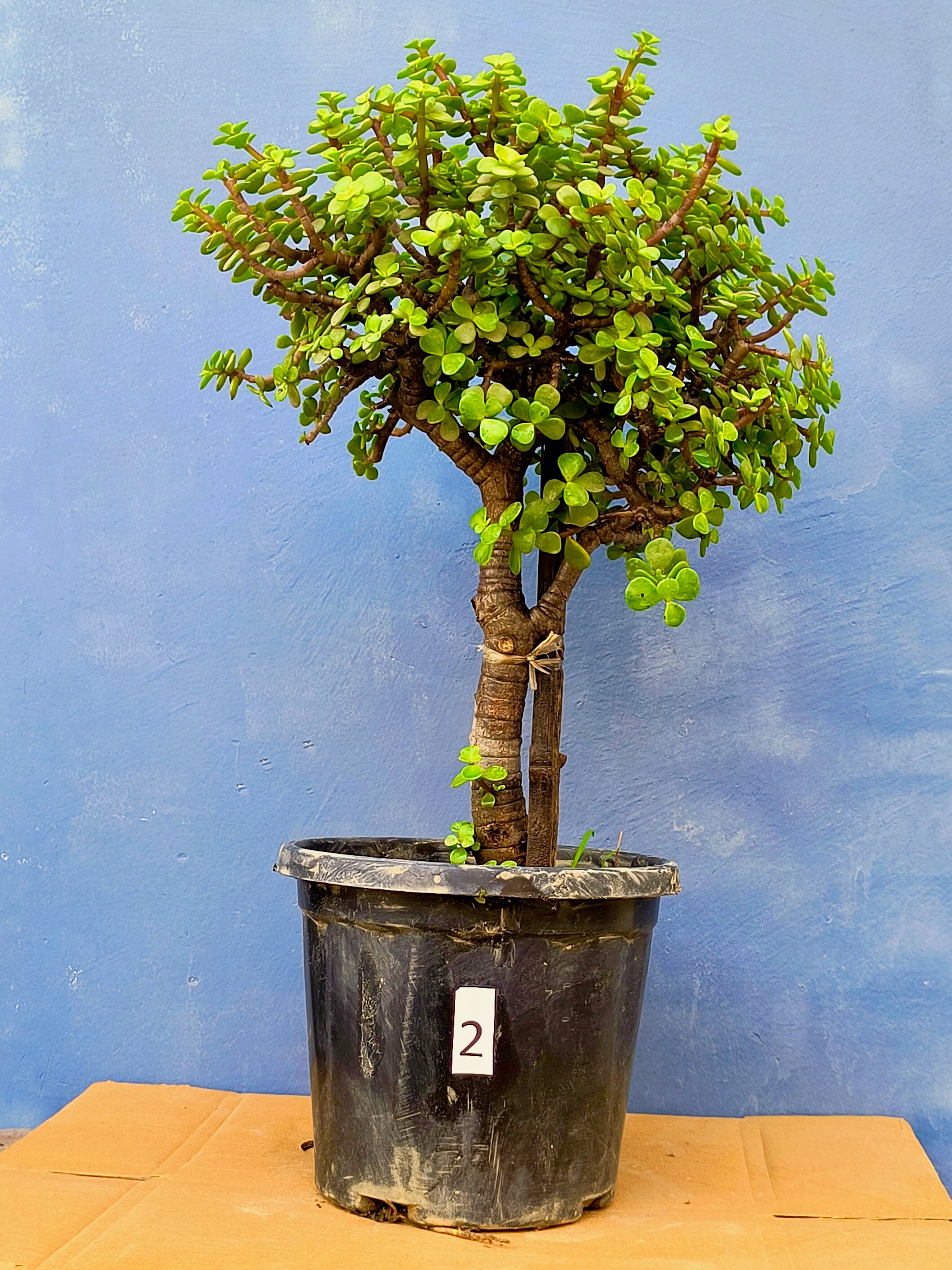 Jade Bonsai Tree 22 Inches Tall - Upright Formal Bonsai Tree