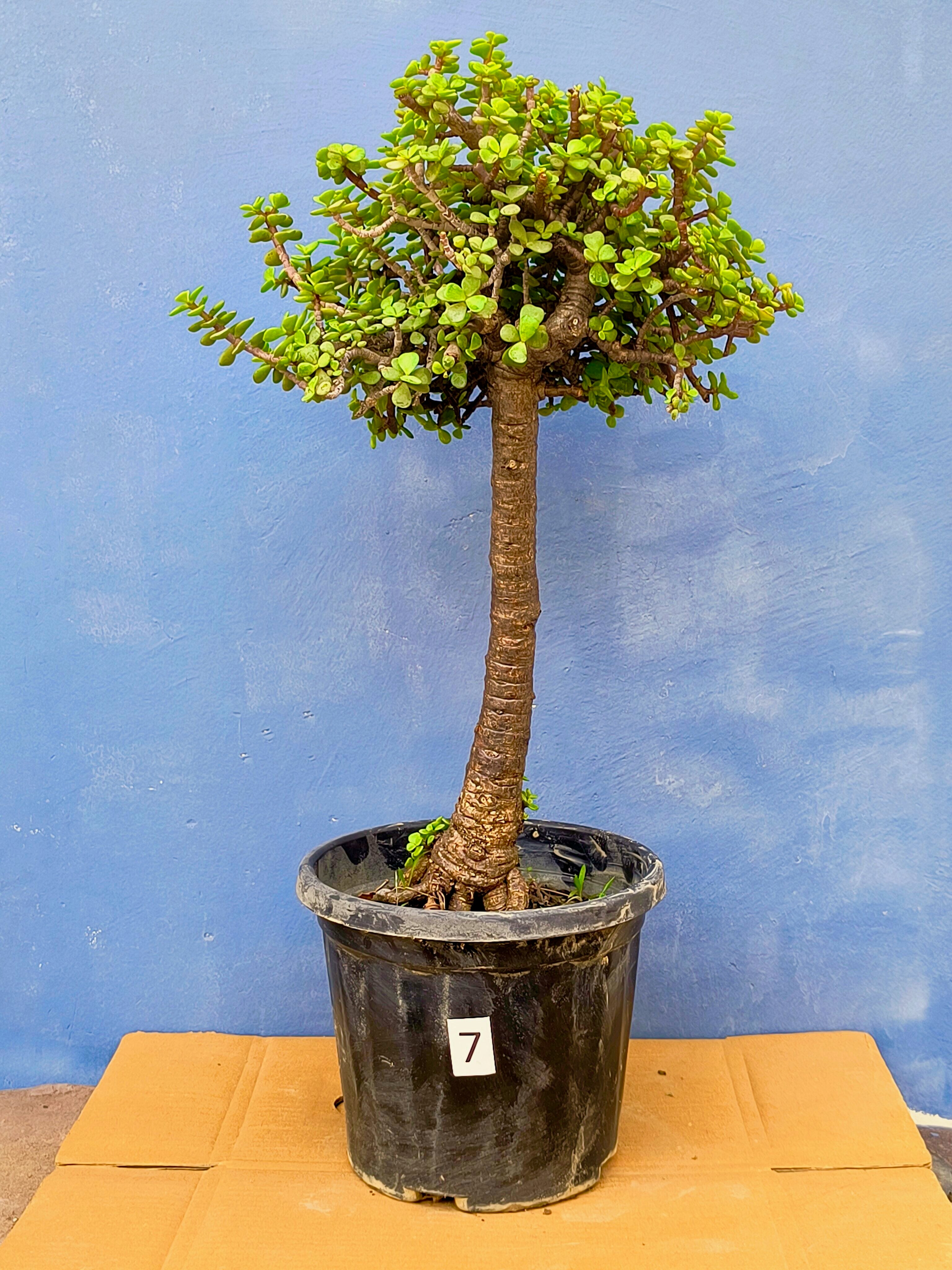 Jade Bonsai Tree 22 Inches Tall - Upright Formal Bonsai Tree