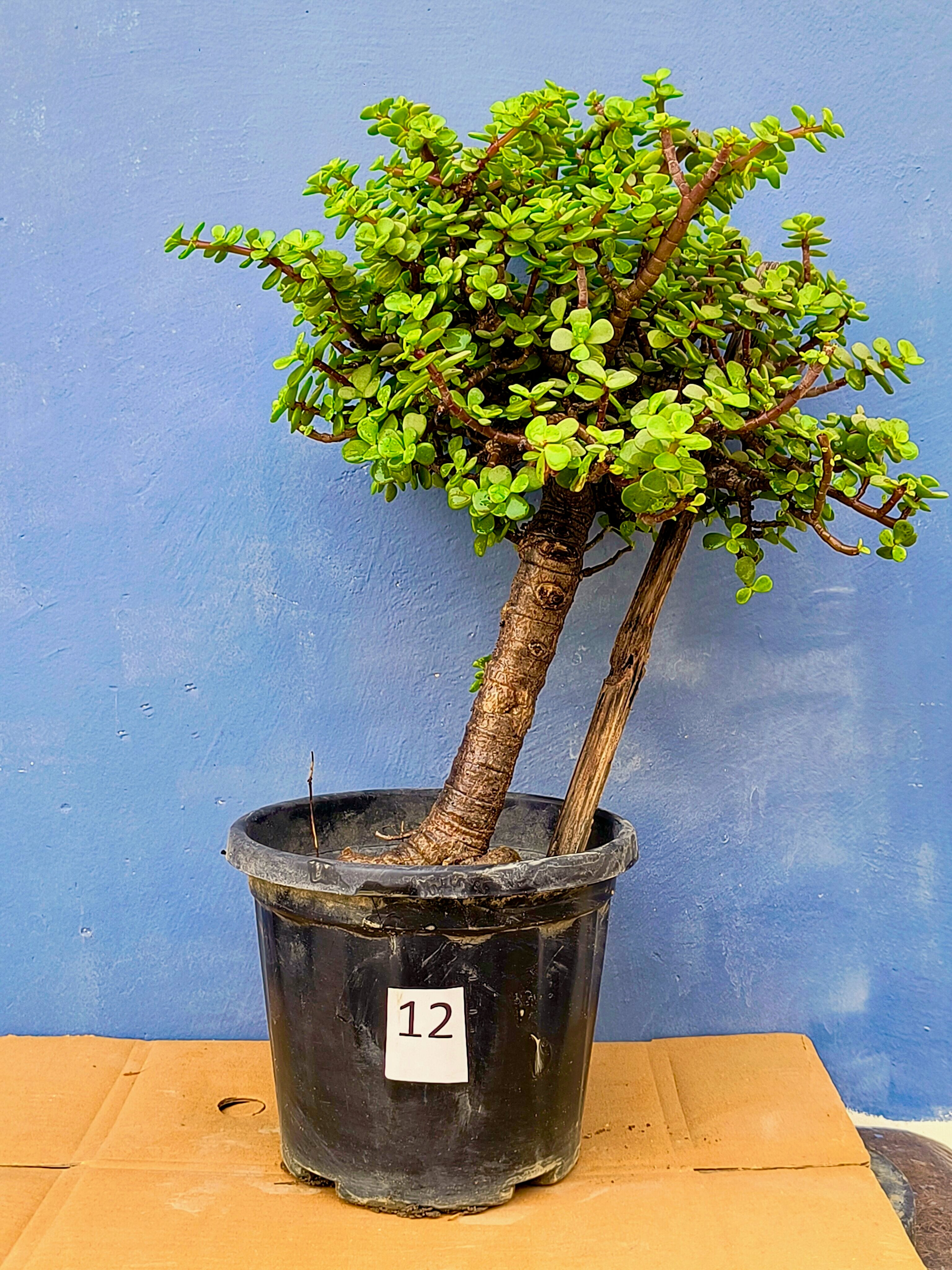 Jade Bonsai Tree 22 Inches Tall - Upright Formal Bonsai Tree