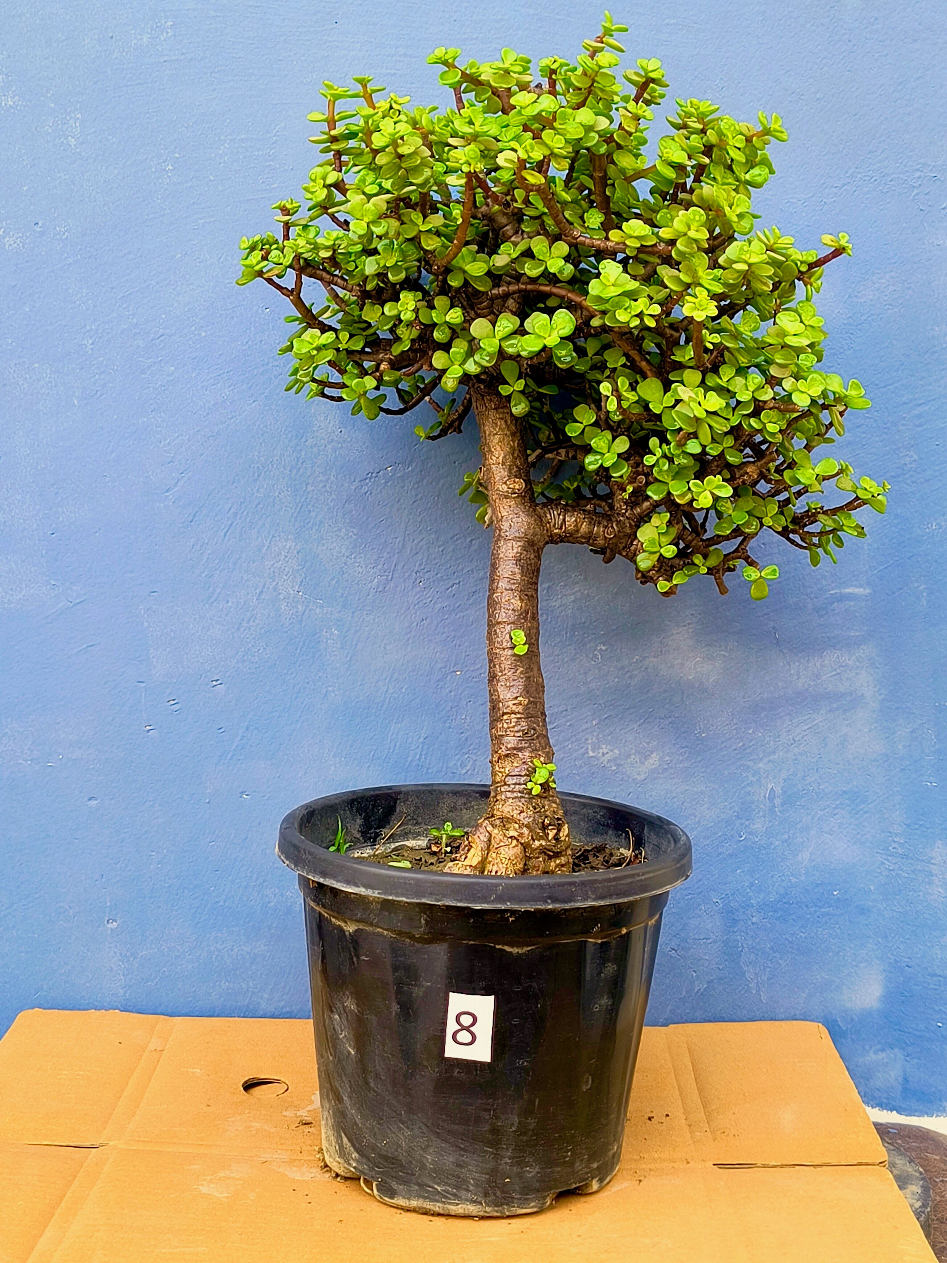 Jade Bonsai Tree 22 Inches Tall - Upright Formal Bonsai Tree