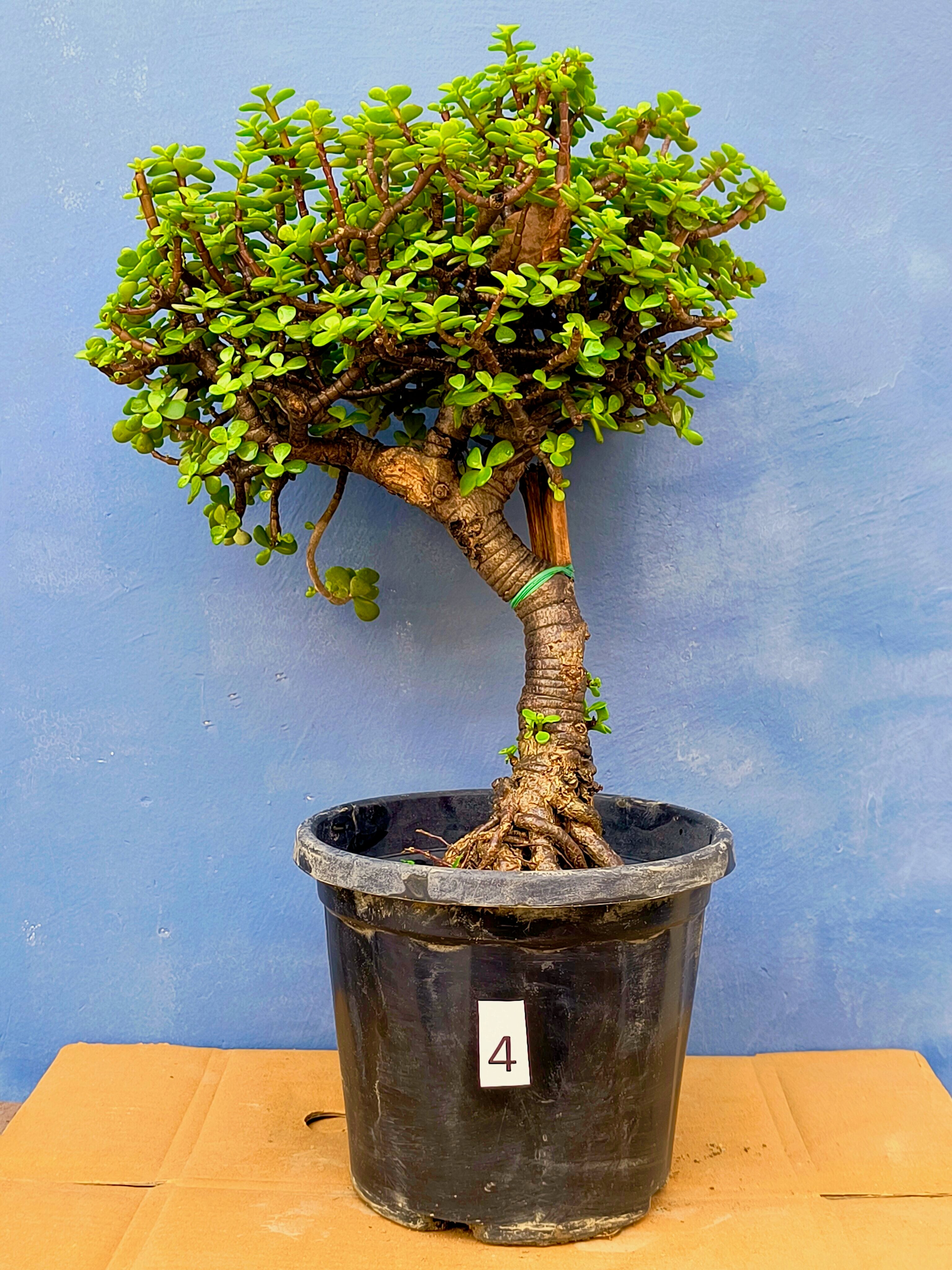 Jade Bonsai Tree 22 Inches Tall - Upright Formal Bonsai Tree