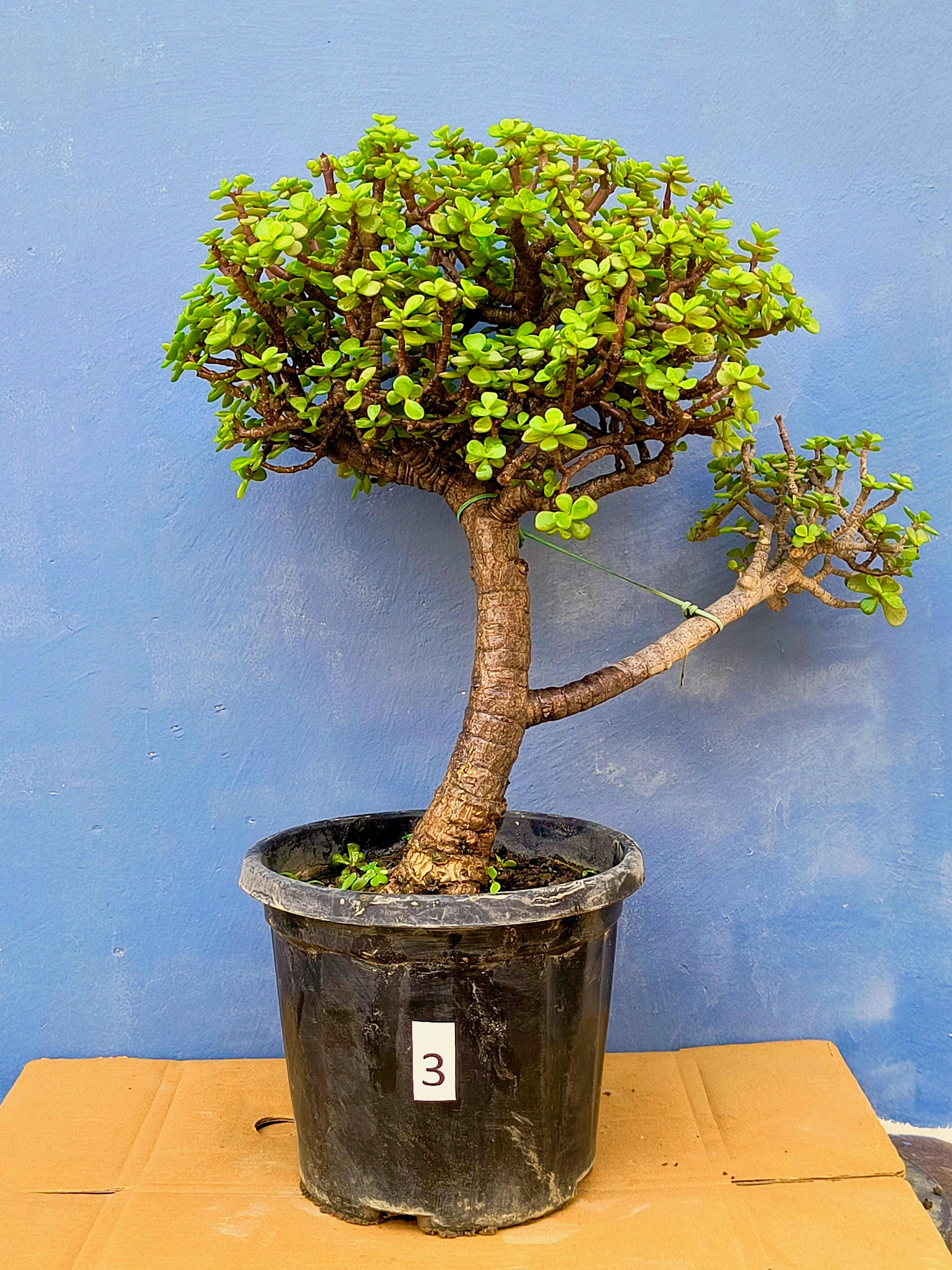 Jade Bonsai Tree 22 Inches Tall - Upright Formal Bonsai Tree