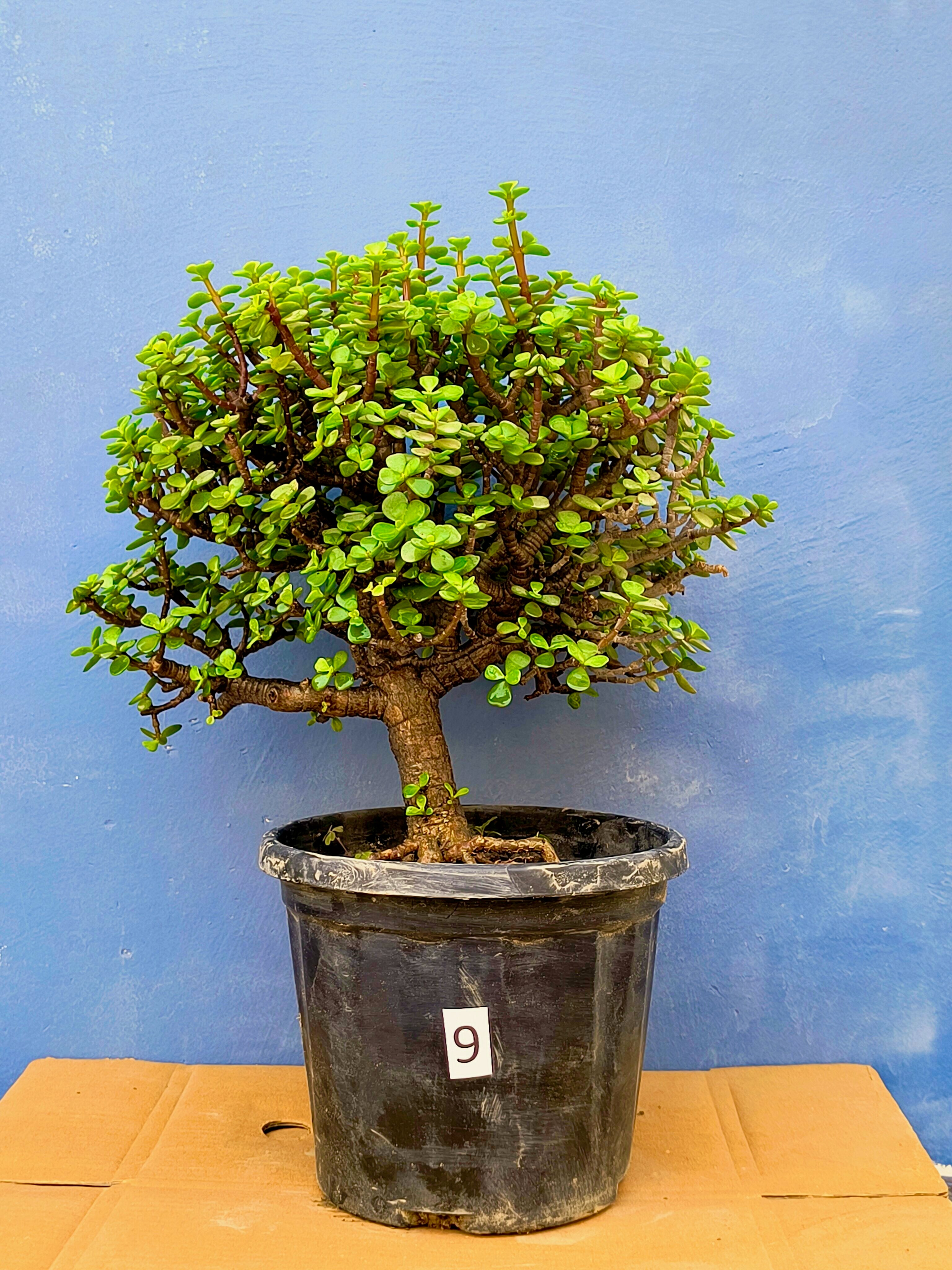 upright bonsai tree 22" Upright Jade Bonsai Tree – Easy Care Indoor Bonsai Plant for Home & Office – Abana Homes