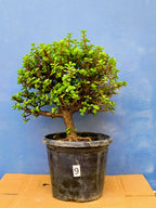 Jade Bonsai Tree 22 Inches Tall - Upright Formal Bonsai Tree