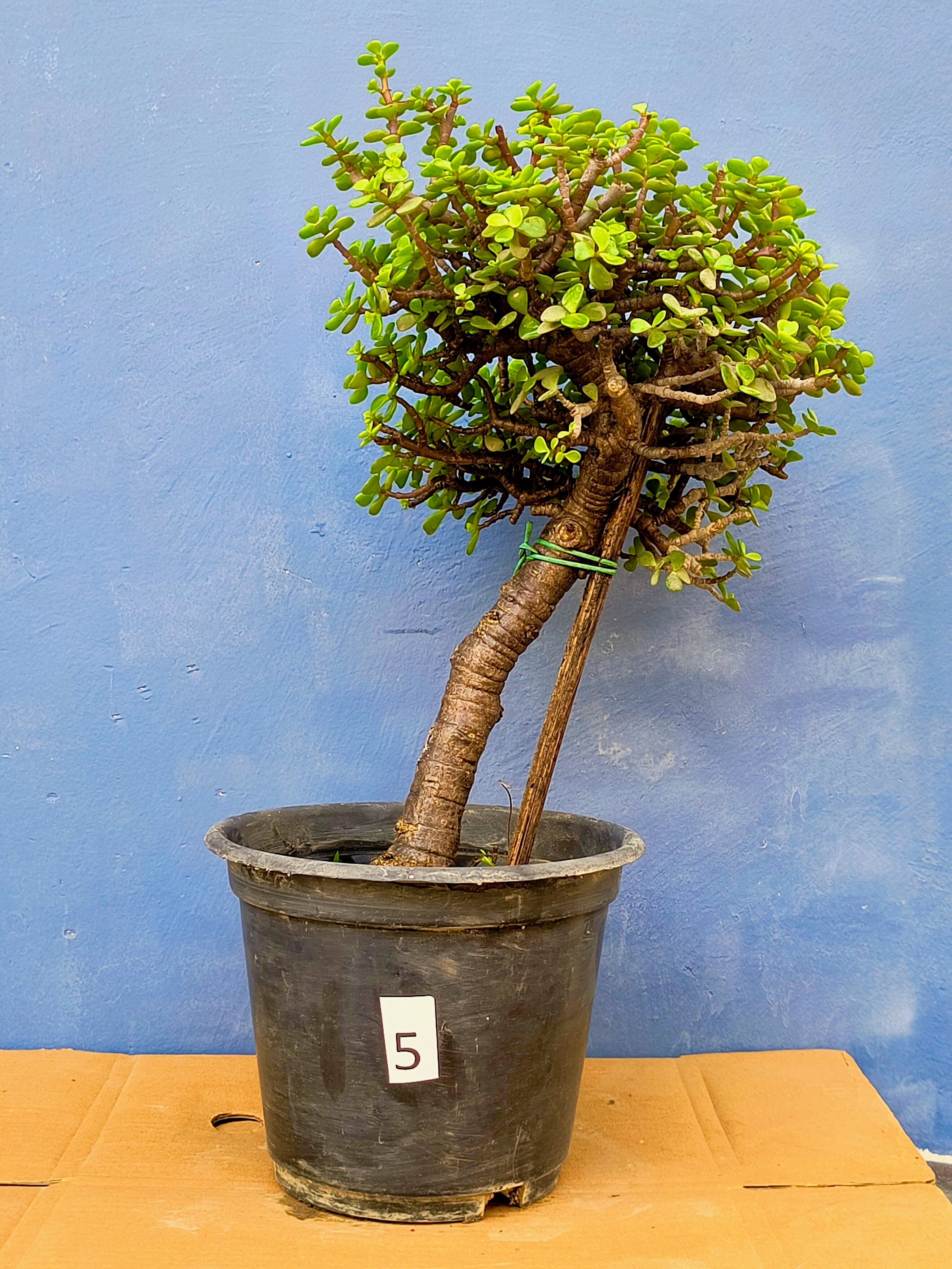 Jade Bonsai Tree 22 Inches Tall - Upright Formal Bonsai Tree