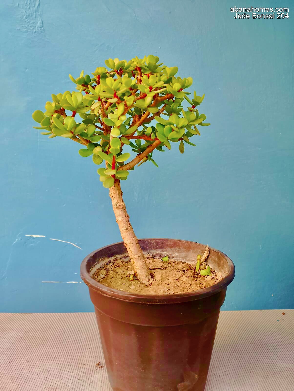 Jade Bonsai Plant 4 Years 30 cm