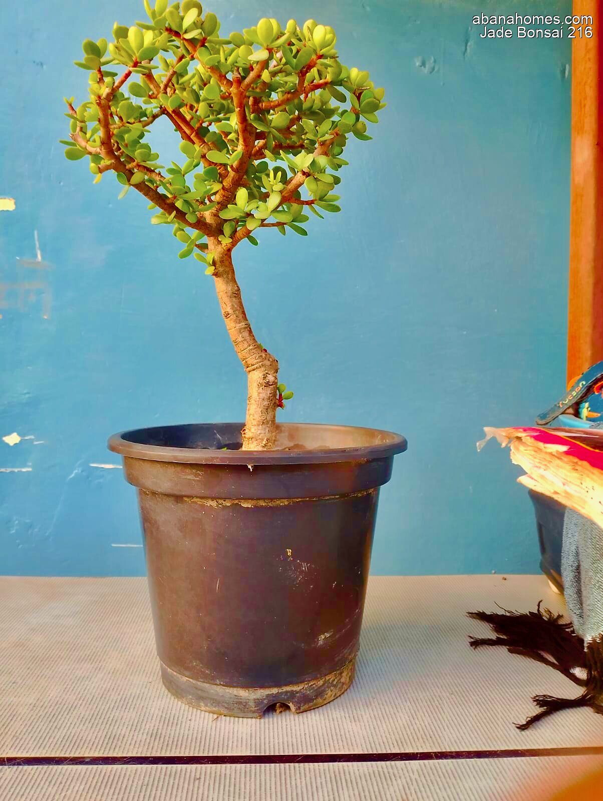 Jade Bonsai Plant 4 Years 30 cm