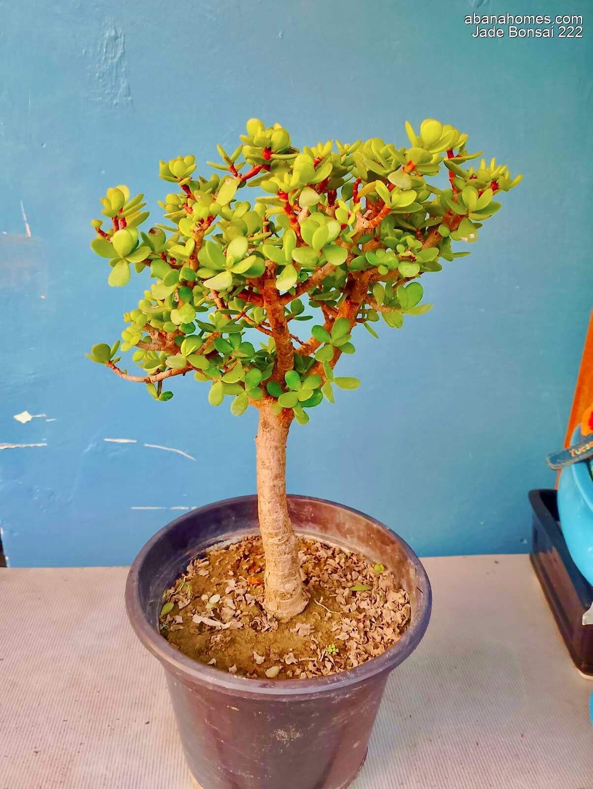 Jade Bonsai Plant 4 Years 30 cm