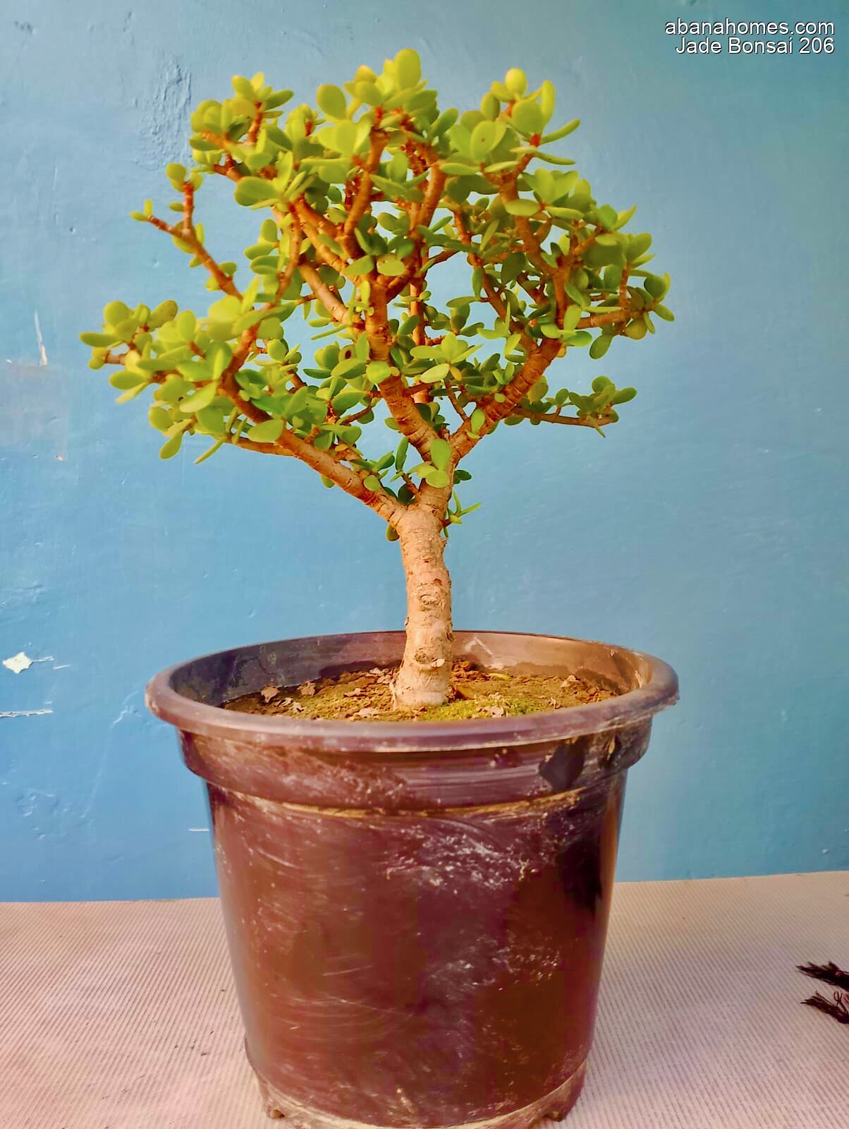 Jade Bonsai Plant 4 Years 30 cm