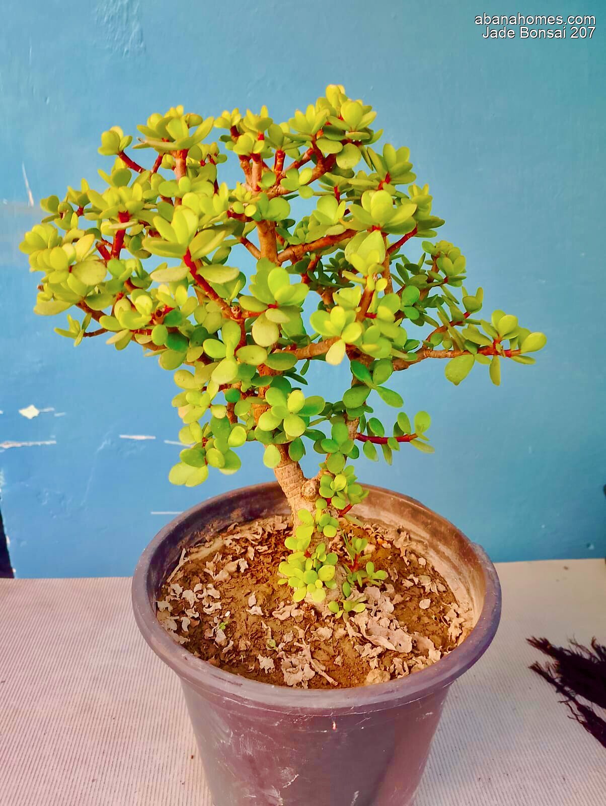 Jade Bonsai Plant 4 Years 30 cm