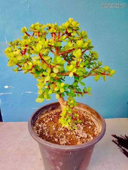 Jade Bonsai Plant 4 Years 30 cm