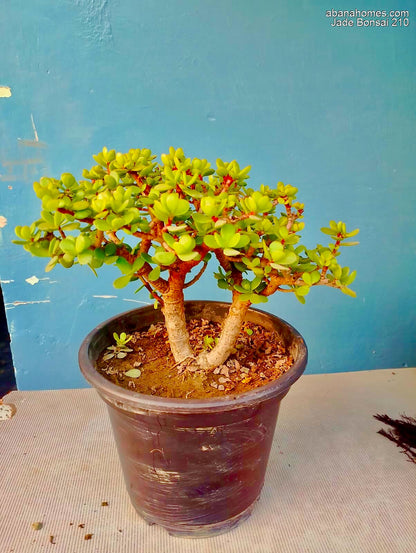 Jade Bonsai Plant 4 Years 30 cm