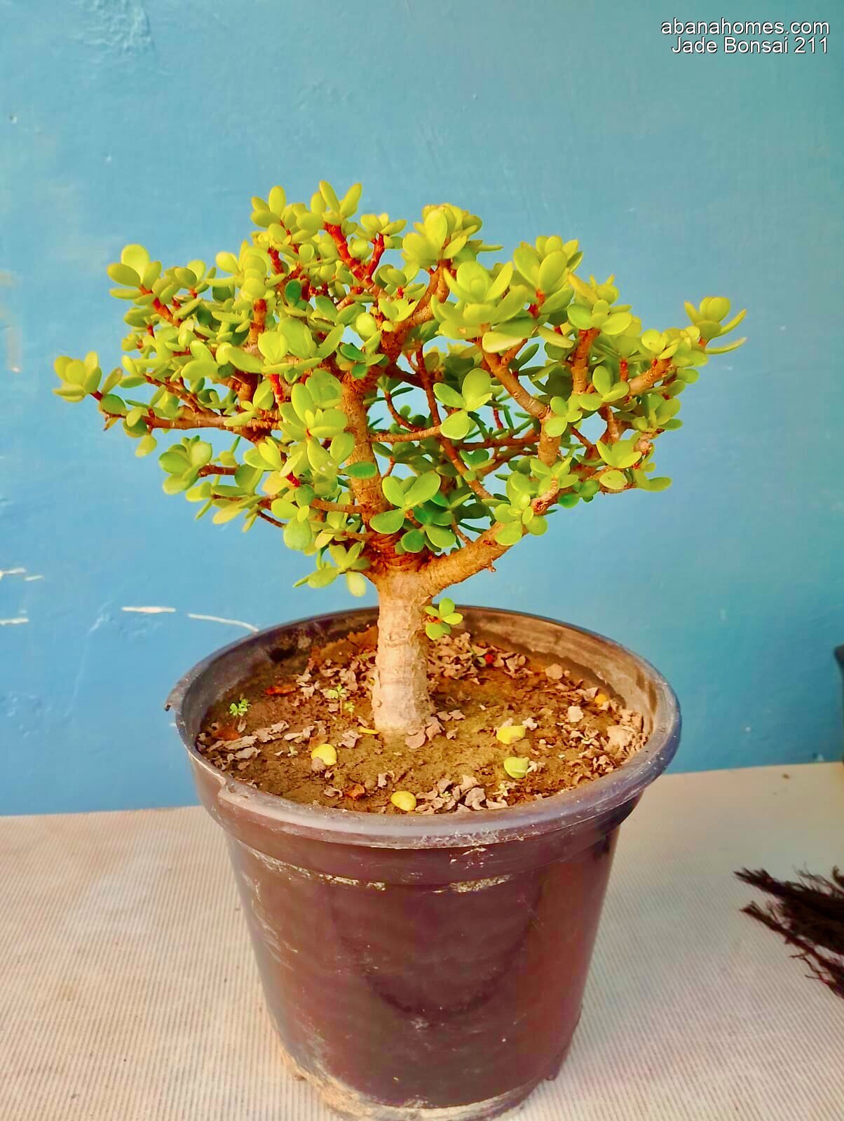 Jade Bonsai Plant 4 Years 30 cm