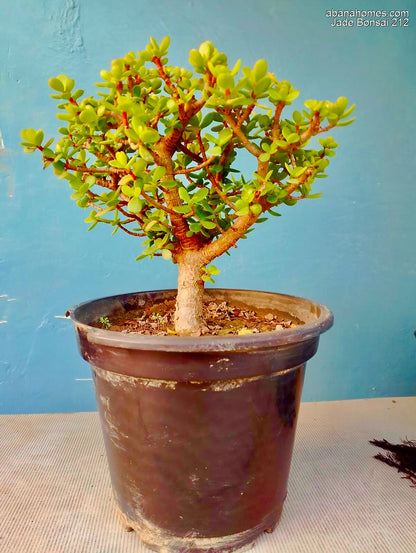 Jade Bonsai Plant 4 Years 30 cm