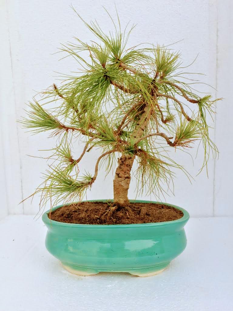 Pine Bonsai - Pre-Bonsai in 5.5 Inches Ceramic Pot