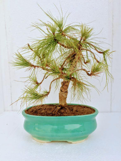 Pine Bonsai - Pre-Bonsai in 5.5 Inches Ceramic Pot