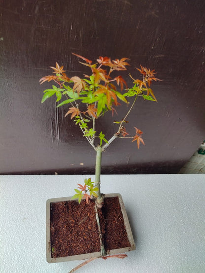 Japanese Maple Bonsai Tree in Ceramic Pot