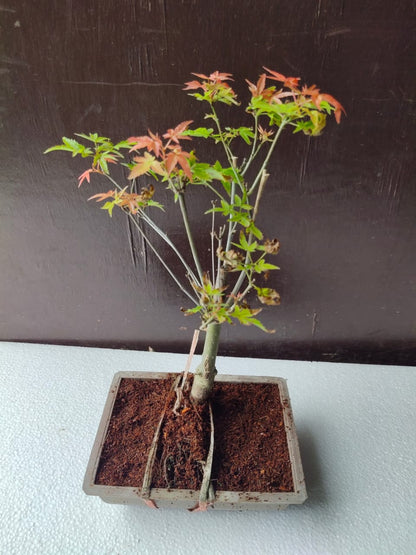 Japanese Maple Bonsai Tree in Ceramic Pot