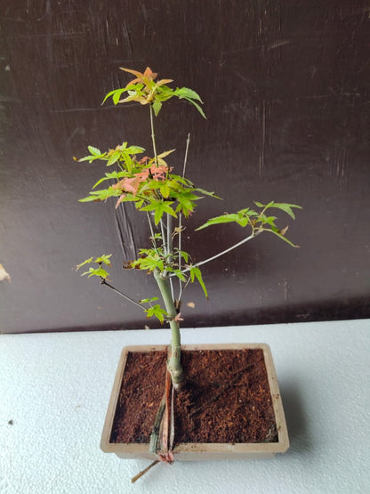 Japanese Maple Bonsai Tree in Ceramic Pot