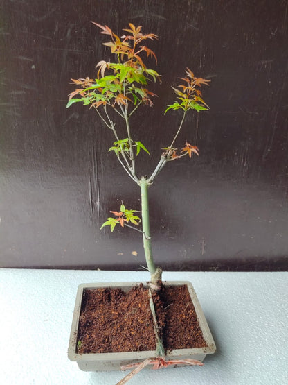 Japanese Maple Bonsai Tree in Ceramic Pot