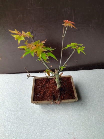 Japanese Maple Bonsai Tree in Ceramic Pot