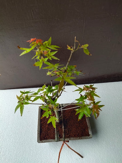 Japanese Maple Bonsai Tree in Ceramic Pot