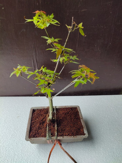 Japanese Maple Bonsai Tree in Ceramic Pot