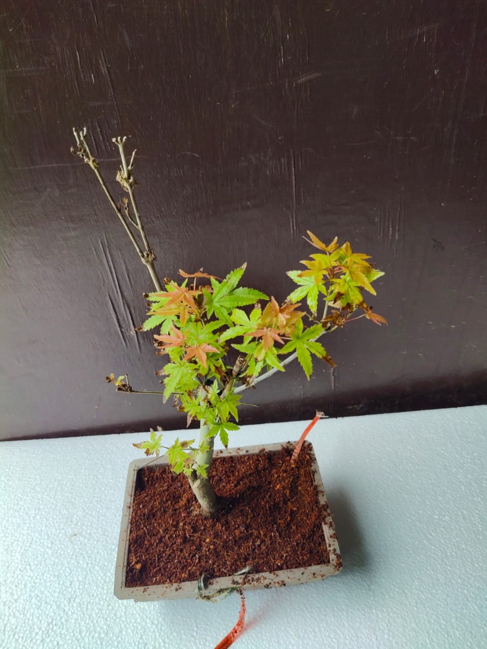 Japanese Maple Bonsai Tree in Ceramic Pot