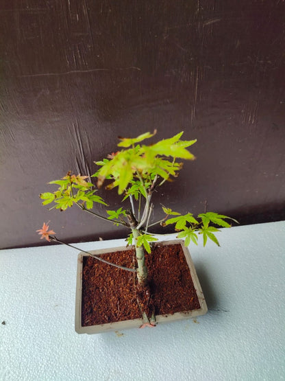 Japanese Maple Bonsai Tree in Ceramic Pot