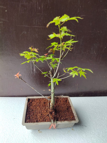 Japanese Maple Bonsai Tree in Ceramic Pot