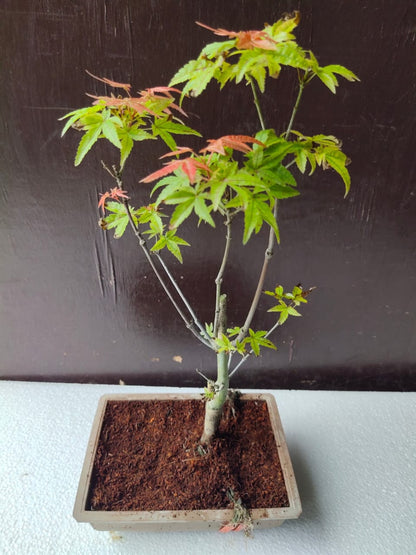 Japanese Maple Bonsai Tree in Ceramic Pot