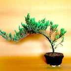 Juniper Bonsai Tree - 4 Years - Cascading Style